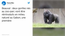 Zoo de Beauval. Deux gorilles nés en France vont partir pour le Gabon