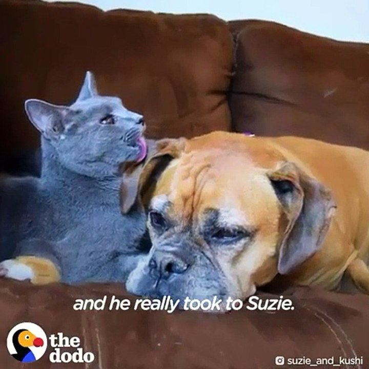Ce chat borgne vit une superbe histoire d'amour avec une chienne. A absolument voir !
