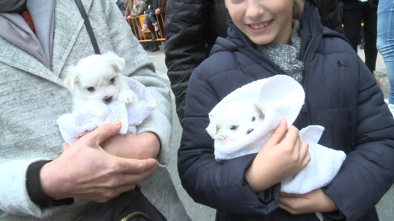 Mascotas valencianas reciben la bendición de San Antonio Abad