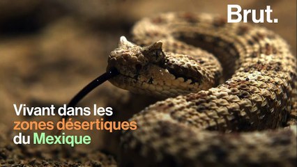 La locomotion ingénieuse du crotale cornu dans le désert