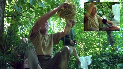 Türkiye’nin En Büyük Ihlamur Ormanlarında Hasat Başladı