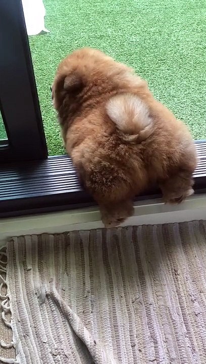 Short Leg Struggles
