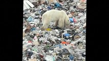 Une ourse polaire obligée de fouiller dans une déchetterie pour se nourrir