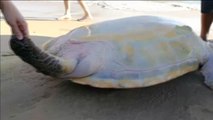 Rescatan a una tortuga marina varada en una playa de China