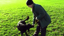 Keeping Your Pooch Safe With Dogs Trust Leeds!