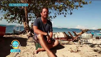 Gerardo del Villar explica el comportamiento de los tiburones tigre. | Venga La Alegría