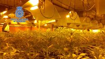 Intervenidas 1.090 plantas de marihuana en Dos Hermanas