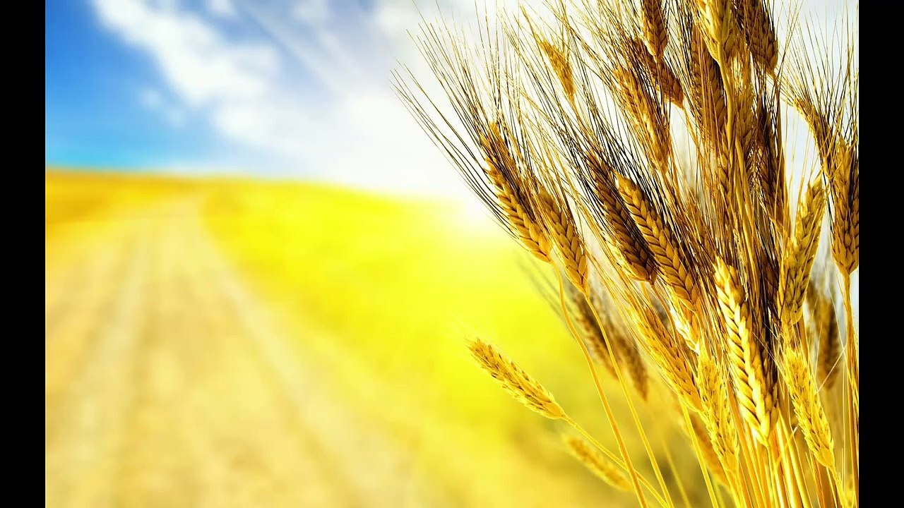 Alimentos que contienen gluten