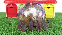 Prank of a Cockroach Orbeez Prank Water Balloon Bomb Toy Insect