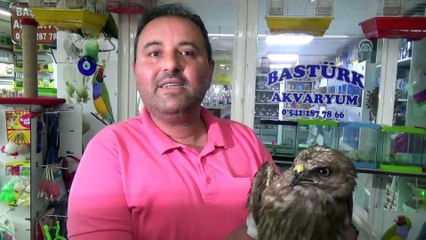 Yaralı şahin yavrusuna sahip çıktılar - YOZGAT