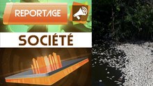 Reportage : Des poissons d'origine douteuse à Abidjan