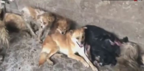 Público al Día - 19 de junio de 2019