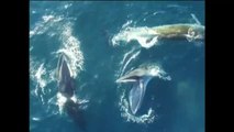 Aparecen tres ballenas cazando juntas en aguas al sur de China