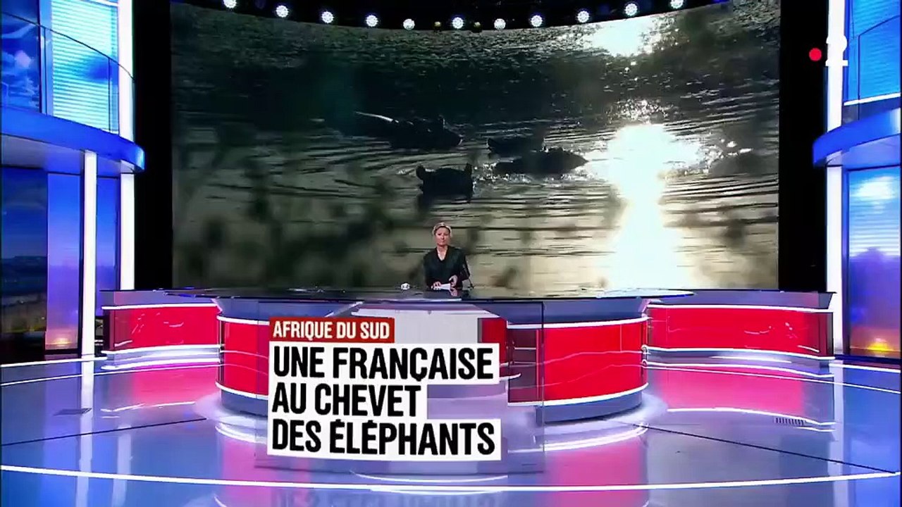Afrique du Sud : une réserve pour protéger les éléphants