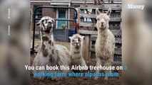 You Can Stay in This Treehouse Airbnb That's Surrounded by Alpacas