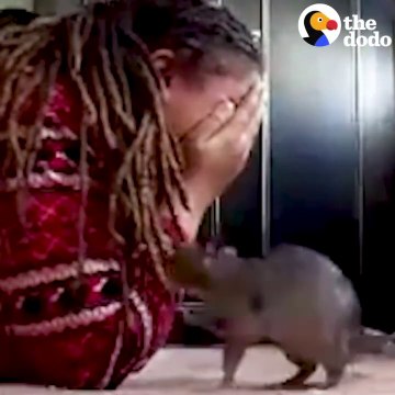 Ce rat adorable joue à cache-cache avec son maitre... Trop mignon
