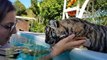 Premier bain dans la piscine pour ce tigron adorable
