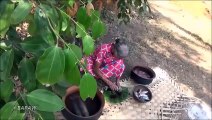 Thon Recette de Poisson  Cuisson Chaude Petite boite de Thon au Curry par la grand-mère - la Vie du Village