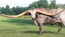 Sorry Texas: Alabama Longhorn Breaks Guinness World Record for Longest Horns