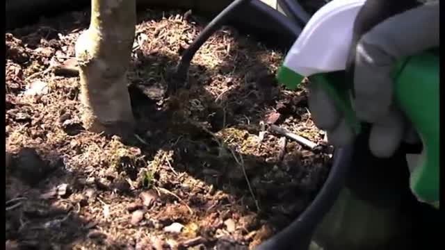 El cambio climático aumenta las plagas en los cultivos