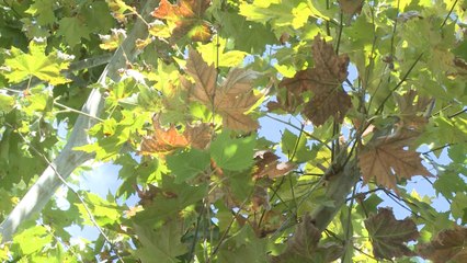 Download Video: El otoño arranca este domingo con más calor de lo normal