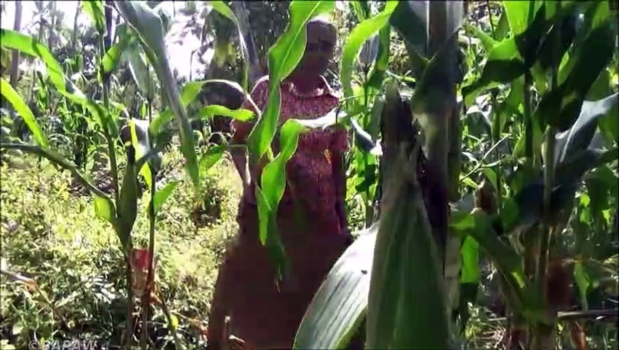 De Maïs frais de Soupe de Poulet préparé dans mon Village par la grand-mère | la Vie du Village