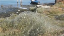 Una telaraña de cientos de metros cubre parte de la costa de una isla griega