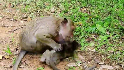 How to rescue poor baby Polly from mum, Why Popeye tries to give baby up like th