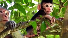 Hero Monkey Save Baby Gazelle From Cheetah Hunt . Baboons vs Leopard _ Aniamals