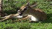 Amazing Male Lion Rescue Baby Impala From Five Cheetah Hunt _ Animals Save Other