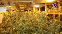 Incautan plantas de marihuana en Álava