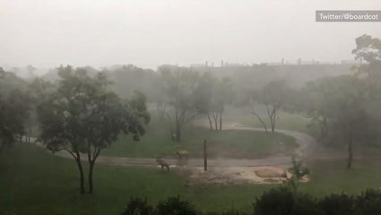 No sunshine for Disney's Animal Kingdom