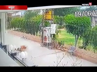 मथुरा में कुत्तों का आतंक: घर के सामने खेल रहे बच्चे पर कुत्तों का हमला