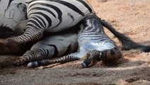 El angustioso rescate de una cebra recién nacida en el Bioparc de Valencia