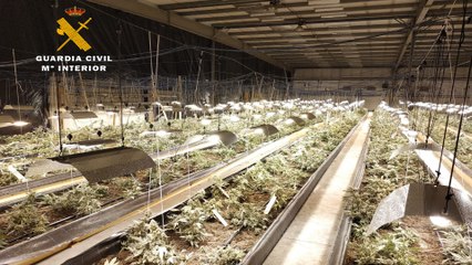 Desmantelada la mayor plantación indoor de marihuana de la historia de Cantabria