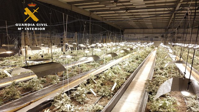 Desmantelada la mayor plantación indoor de marihuana de la historia de Cantabria