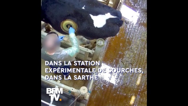 Vaches hublots : la nouvelle vidéo choc de L214