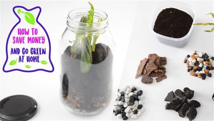 How To be green at home: DIY Terrarium