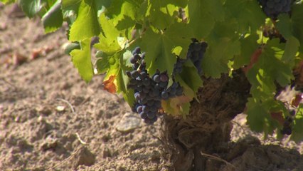 Las bodegas de Madrid ya están a pleno rendimiento
