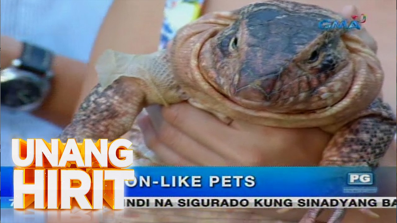 Unang Hirit: Dragon-like pets, kilalanin!