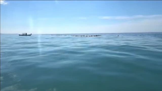 Aparecen cientos de tortugas muertas en México