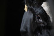 Le scandale des vaches à hublot