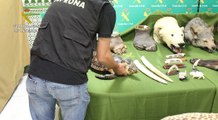 Guardia Civil investiga a una persona por coleccionar animales protegidos disecados