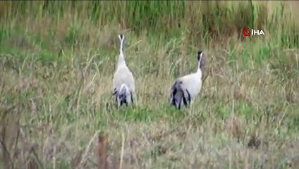 Nesli tükenme tehlikesi altında olan Turnalar, Ekşisu sazlığında  görüntülendi