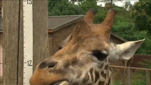 La jirafa Ellish, el animal más grande del Zoo de Londres