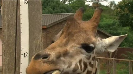 La jirafa Ellish, el animal más grande del Zoo de Londres