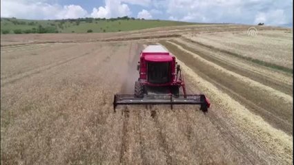 Trakya'da buğday hasadı başladı