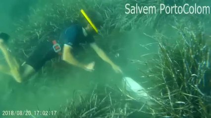 El fondeo incontrolado en aguas de Mallorca pone en serio peligro la supervivencia de la posidonia