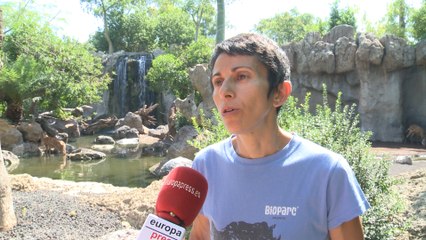 Bioparc recuerda que el tapaloín es un animal amenazado