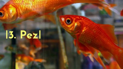 Las 7 mejores mascotas si vives solo